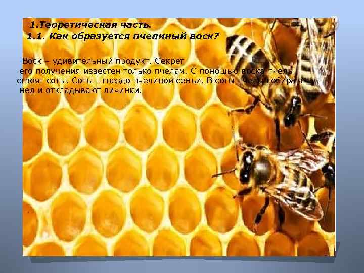 1. Теоретическая часть. 1. 1. Как образуется пчелиный воск? Воск – удивительный продукт. Секрет