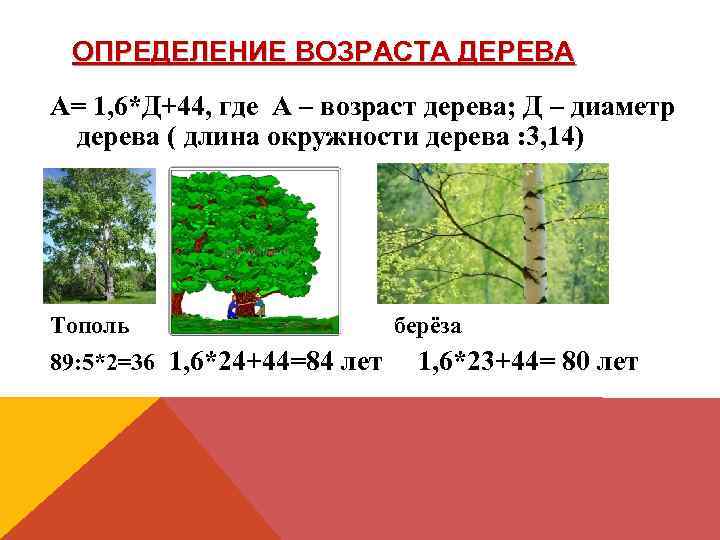 ОПРЕДЕЛЕНИЕ ВОЗРАСТА ДЕРЕВА А= 1, 6*Д+44, где А – возраст дерева; Д – диаметр