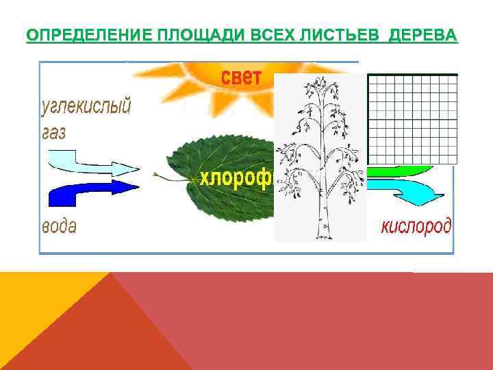 ОПРЕДЕЛЕНИЕ ПЛОЩАДИ ВСЕХ ЛИСТЬЕВ ДЕРЕВА 