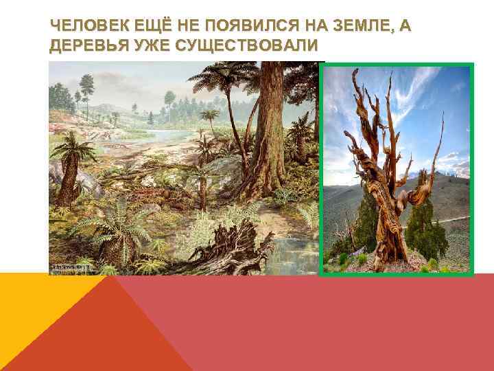 ЧЕЛОВЕК ЕЩЁ НЕ ПОЯВИЛСЯ НА ЗЕМЛЕ, А ДЕРЕВЬЯ УЖЕ СУЩЕСТВОВАЛИ 