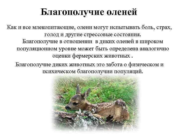 Благополучие оленей Как и все млекопитающие, олени могут испытывать боль, страх, голод и другие
