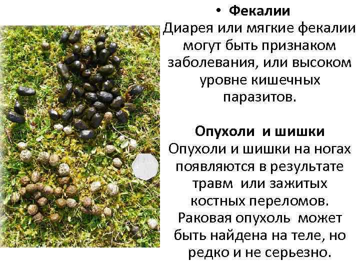 • Фекалии Диарея или мягкие фекалии могут быть признаком заболевания, или высоком уровне