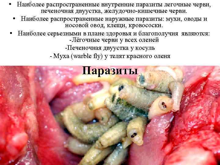  • Наиболее распространенные внутренние паразиты легочные черви, печеночная двуустка, желудочно-кишечные черви. • Наиболее