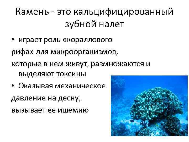 Камень - это кальцифицированный зубной налет • играет роль «кораллового рифа» для микроорганизмов, которые