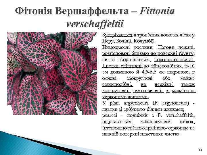 Фітонія Вершаффельта – Fittonia verschaffeltii Зустрічається в тропічних вологих лісах у Перу, Болівії, Колумбії.