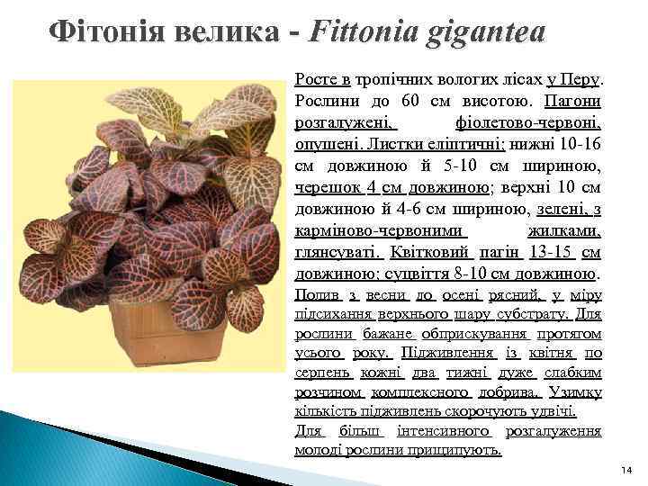 Фітонія велика - Fittonia gigantea Росте в тропічних вологих лісах у Перу. Рослини до