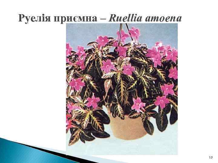 Руелія приємна – Ruellia amoena 17 