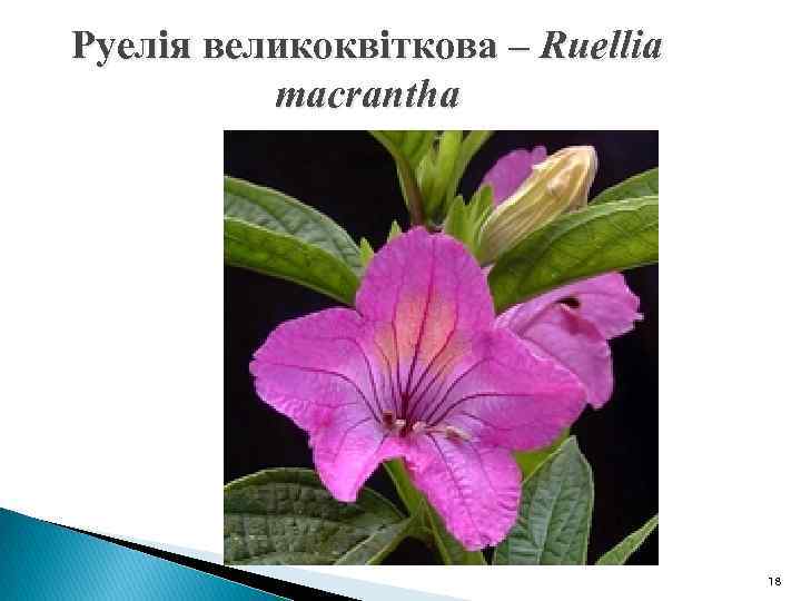 Руелія великоквіткова – Ruellia macrantha 18 
