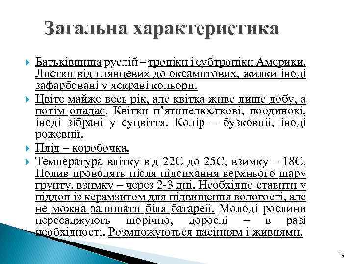 Загальна характеристика Батьківщина руелій – тропіки і субтропіки Америки. Листки від глянцевих до оксамитових,