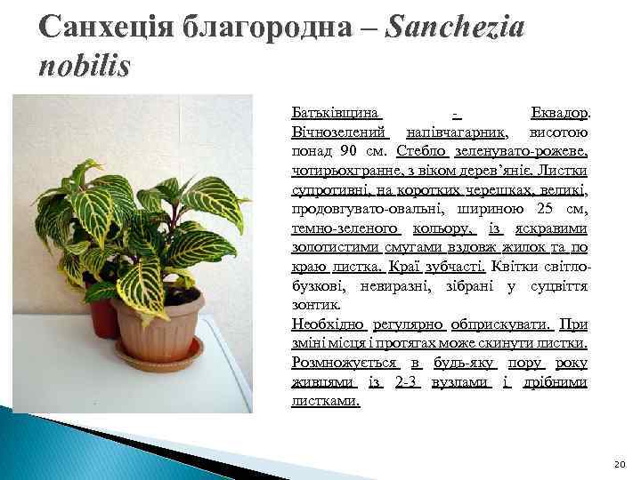 Санхеція благородна – Sanchezia nobilis Батьківщина - Еквадор. Вічнозелений напівчагарник, висотою понад 90 см.