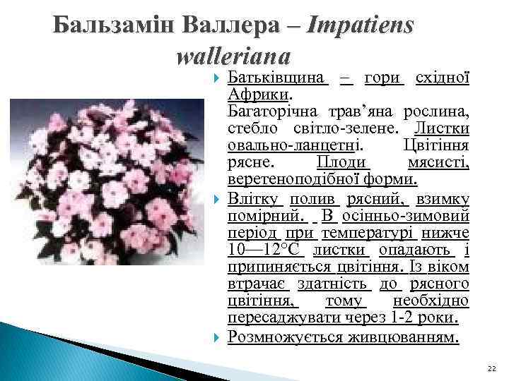 Бальзамін Валлера – Impatiens walleriana Батьківщина – гори східної Африки. Багаторічна трав’яна рослина, стебло