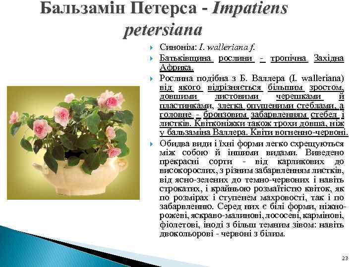 Бальзамін Петерса - Impatiens petersiana Синонім: I. walleriana f. Батьківщина рослини - тропічна Західна
