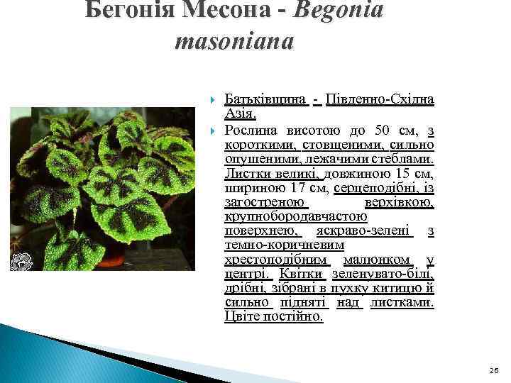 Бегонія Месона - Begonia masoniana Батьківщина - Південно-Східна Азія. Рослина висотою до 50 см,