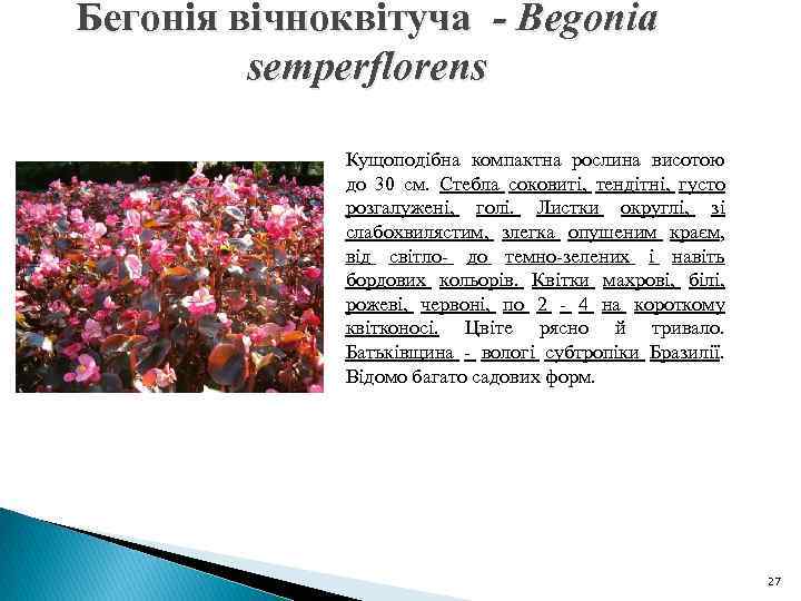 Бегонія вічноквітуча - Begonia semperflorens Кущоподібна компактна рослина висотою до 30 см. Стебла соковиті,