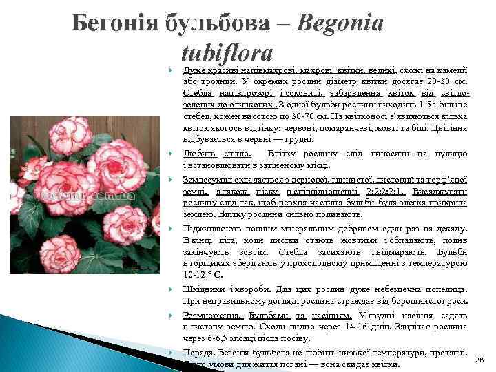Бегонія бульбова – Begonia tubiflora Дуже красиві напівмахрові, махрові квітки, великі, схожі на камелії