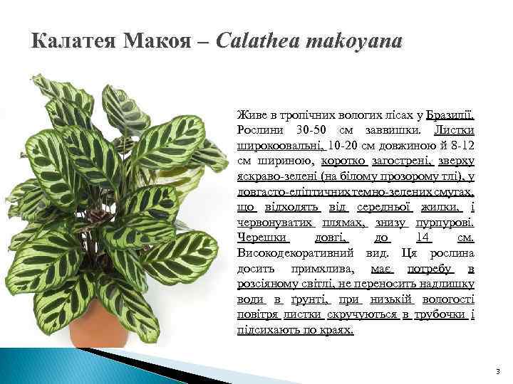 Калатея Макоя – Calathea makoyana Живе в тропічних вологих лісах у Бразилії. Рослини 30
