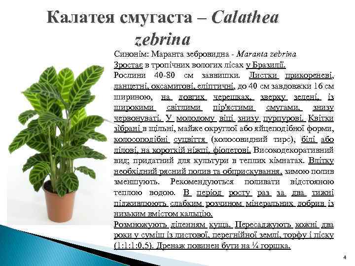 Калатея смугаста – Calathea zebrina Синонім: Маранта зебровидна - Maranta zebrina Зростає в тропічних