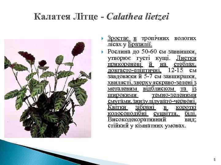 Калатея Літце - Calathea lietzei Зростає в тропічних вологих лісах у Бразилії. Рослина до