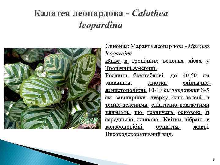 Калатея леопардова - Calathea leopardina Синонім: Маранта леопардова - Maranta leopardina Живе в тропічних