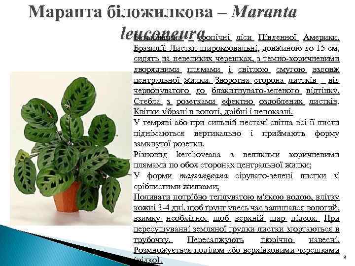 Маранта біложилкова – Maranta leuconeura Батьківщина - тропічні ліси Південної Америки, Бразилії. Листки широкоовальні,