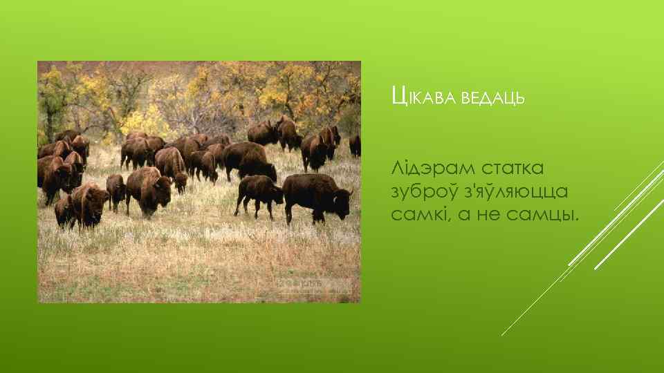 ЦІКАВА ВЕДАЦЬ Лідэрам статка зуброў з'яўляюцца самкі, а не самцы. 