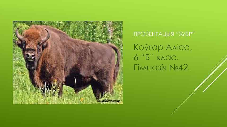 ПРЭЗЕНТАЦЫЯ “ЗУБР” Коўгар Аліса, 6 “Б” клас. Гімназія № 42. 