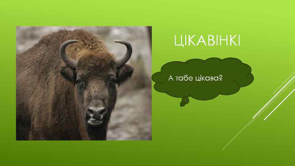 ЦІКАВІНКІ А табе цікава? 