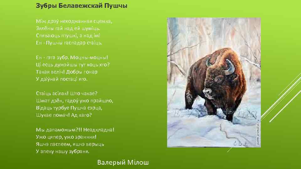 Зубры Белавежскай Пушчы Мiж дрэý неходжанная сцежка, Зялёны гай над ей шумiць. Спяваюць птушкi,