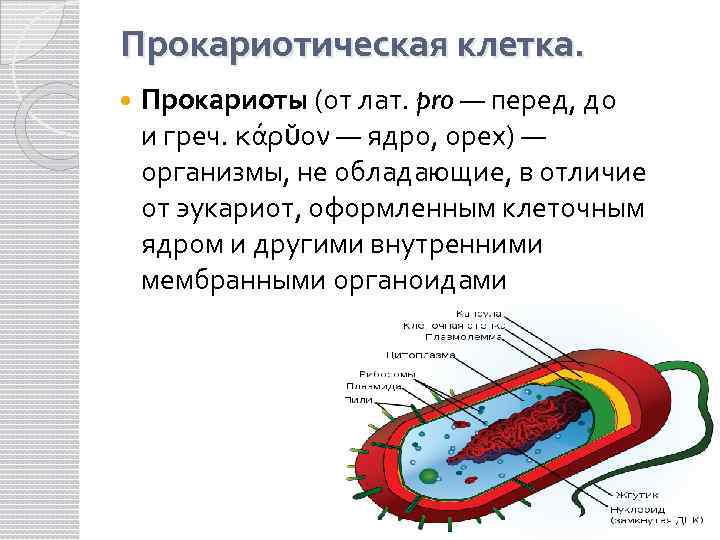 Прокариотическая клетка. Прокариоты (от лат. pro — перед, до и греч. κάρῠον — ядро,