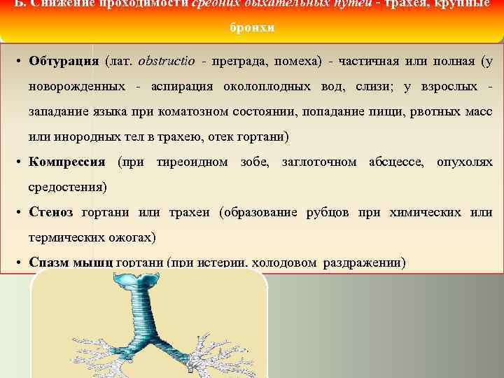 Б. Снижение проходимости средних дыхательных путей - трахея, крупные бронхи • Обтурация (лат. obstructio