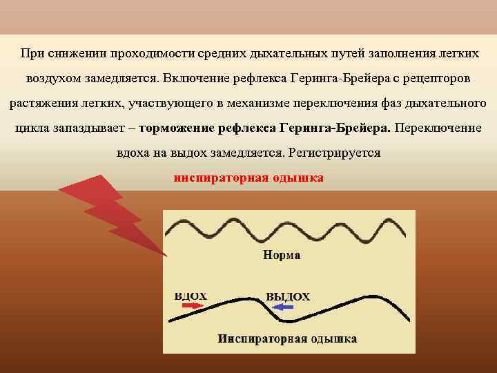 При снижении проходимости средних дыхательных путей заполнения легких воздухом замедляется. Включение рефлекса Геринга Брейера