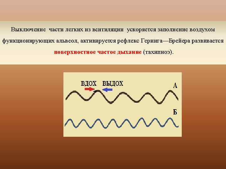 Выключение части легких из вентиляции ускоряется заполнение воздухом функционирующих альвеол, активируется рефлекс Геринга—Брейера развивается