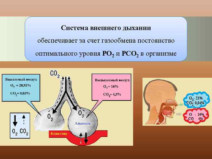 Обеспечивает газообмен