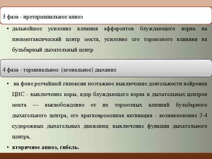 3 фаза претерминальное апноэ • дальнейшее усиление влияния афферентов блуждающего нерва на пневмотаксический центр