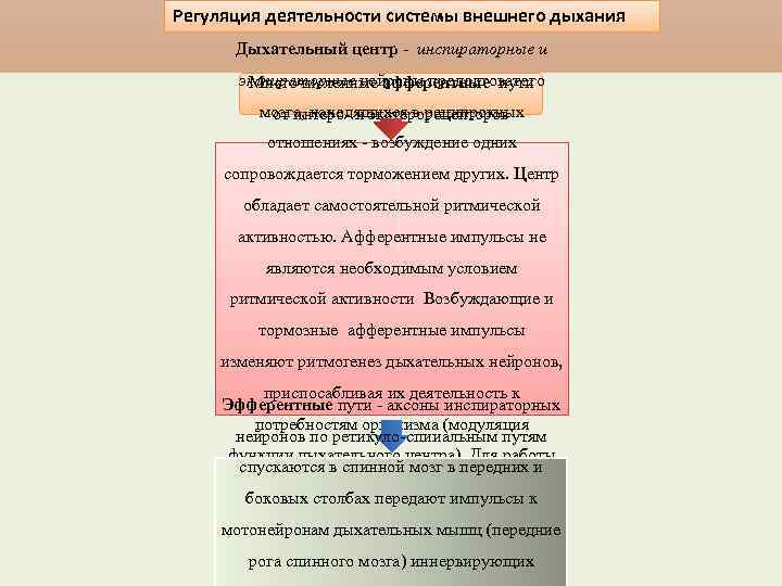 Регуляция деятельности системы внешнего дыхания Дыхательный центр инспираторные и экспираторные нейроны продолговатого Многочисленные афферентные