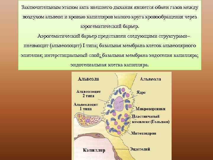 Заключительным этапом акта внешнего дыхания является обмен газов между воздухом альвеол и кровью капилляров