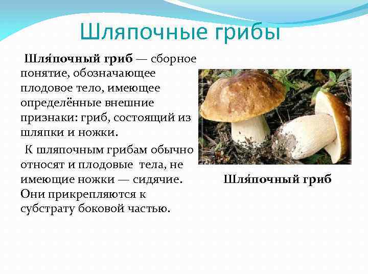Шляпочные грибы биология 5. Группы шляпочных грибов. Биология 5 класс сообщение о шляпочных грибов. Сообщение о шляпочных грибах. Грибы презентация.