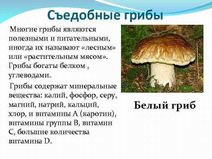 Съедобные грибы Многие грибы являются полезными и питательными, иногда их называют «лесным» или «растительным