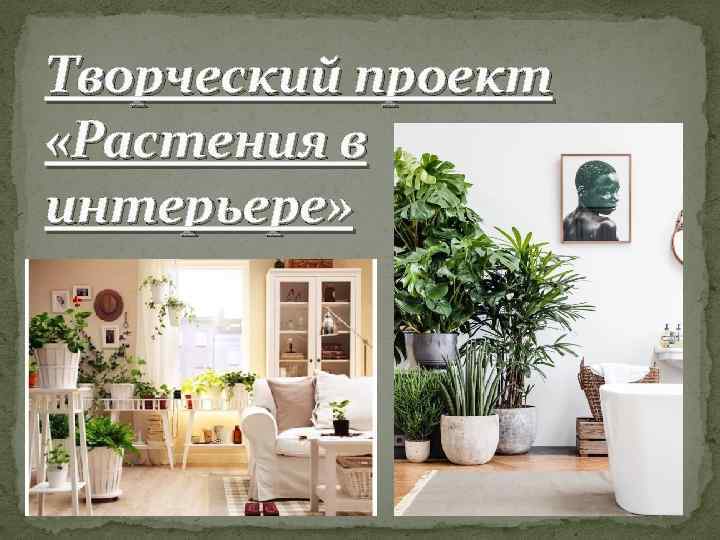 Творческий проект «Растения в интерьере» 