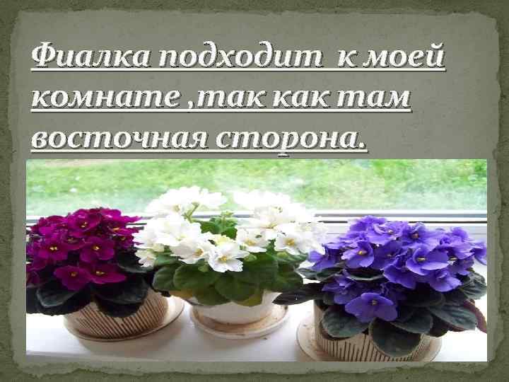 Фиалка подходит к моей комнате , так как там восточная сторона. 