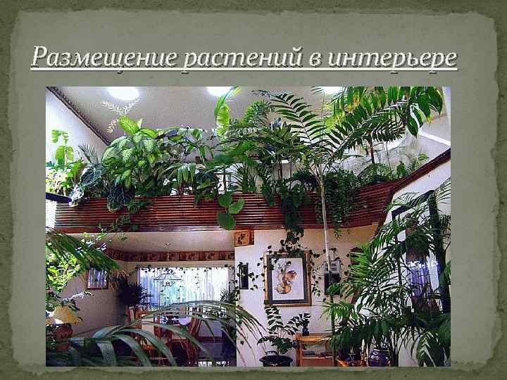 Размещение растений в интерьере 