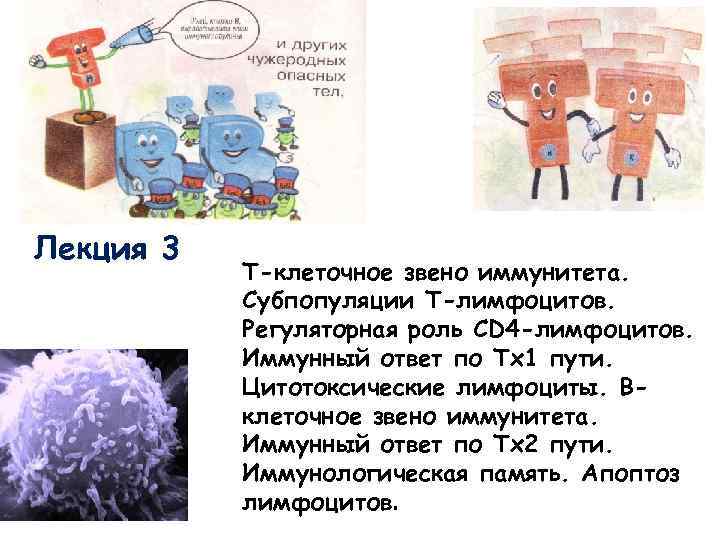 Лекция 3 Т-клеточное звено иммунитета. Субпопуляции Т-лимфоцитов. Регуляторная роль CD 4 -лимфоцитов. Иммунный ответ