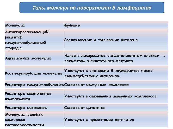 Типы молекул на поверхности В-лимфоцитов Молекулы Функции Антигенраспознающий рецептор иммуноглобулиновой природы Распознавание и связывание