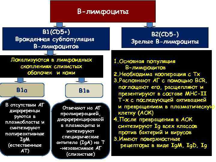 В-лимфоциты В 1(CD 5+) Врожденная субпопуляция В-лимфоцитов Локализуются в лимфоидных скоплениях слизистых оболочек и