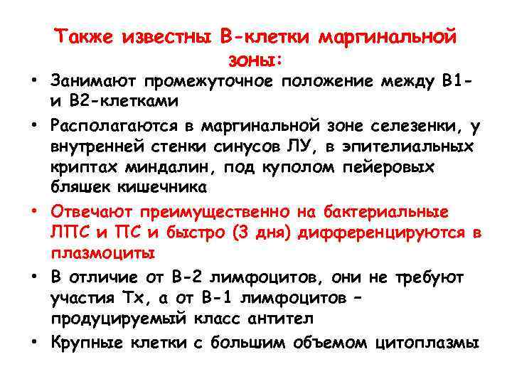 Также известны В-клетки маргинальной зоны: • Занимают промежуточное положение между В 1 и В