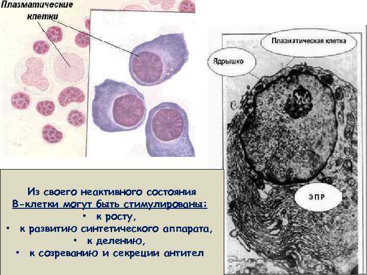 Из своего неактивного состояния В-клетки могут быть стимулированы: • к росту, • к развитию