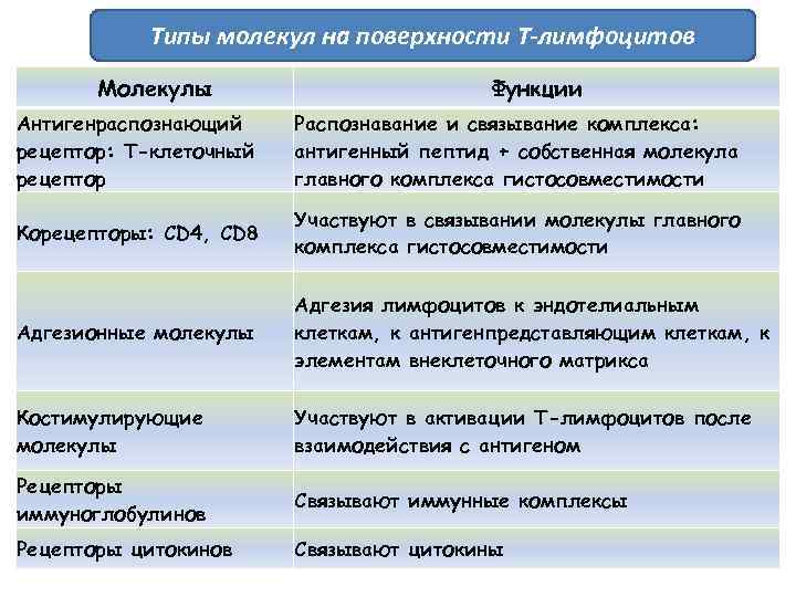 Типы молекул на поверхности Т-лимфоцитов Молекулы Функции Антигенраспознающий рецептор: Т-клеточный рецептор Распознавание и связывание