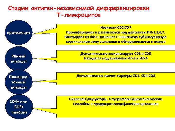 Стадии антиген-независимой дифференцировки Т-лимфоцитов протимоцит Ранний тимоцит Промежуточный тимоцит CD 4+ или CD 8+