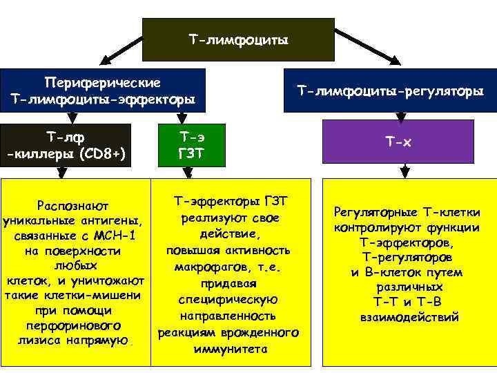 Т-лимфоциты Периферические Т-лимфоциты-эффекторы Т-лф -киллеры (CD 8+) Т-лимфоциты-регуляторы Т-э ГЗТ Т-эффекторы ГЗТ Распознают реализуют