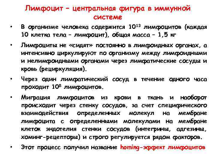 Лимфоцит – центральная фигура в иммунной системе • В организме человека содержится 1013 лимфоцитов